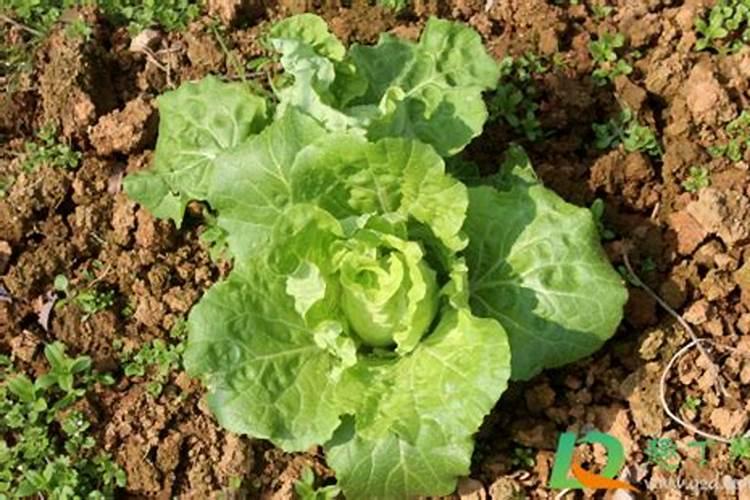 种大白菜用什么样的肥料好？