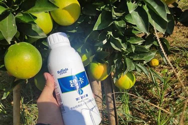 芸苔素与天丰素哪个好？