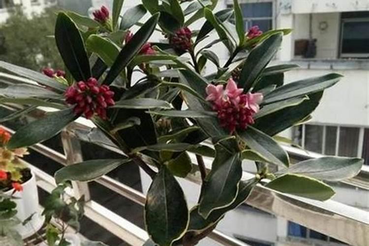 钾肥对哪些花卉好