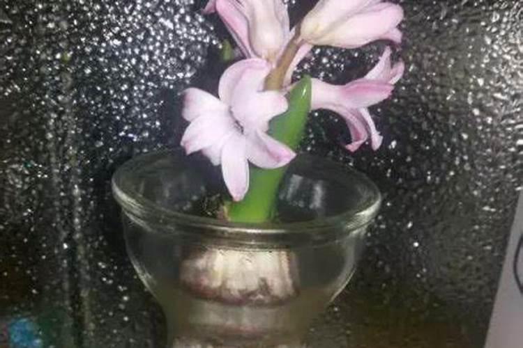 月季花的施肥方法及使什么肥