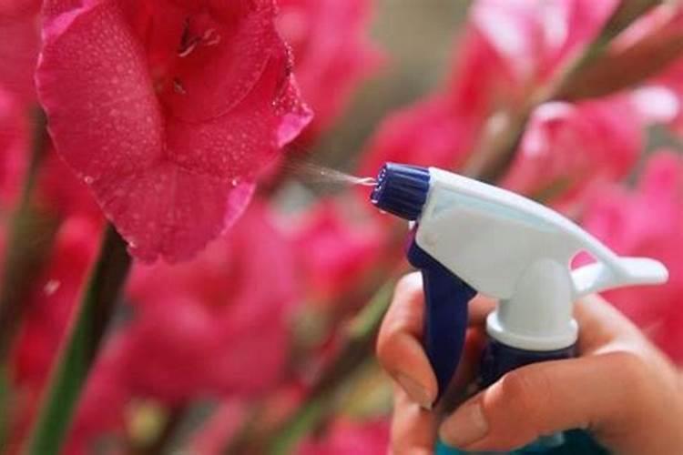 栀子花上什么肥料最好