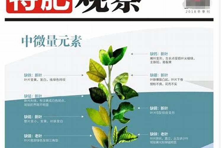 微量元素水溶肥哪家好？