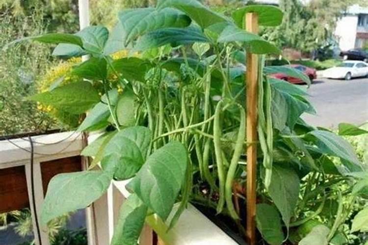什么时候不能喷芸苔素