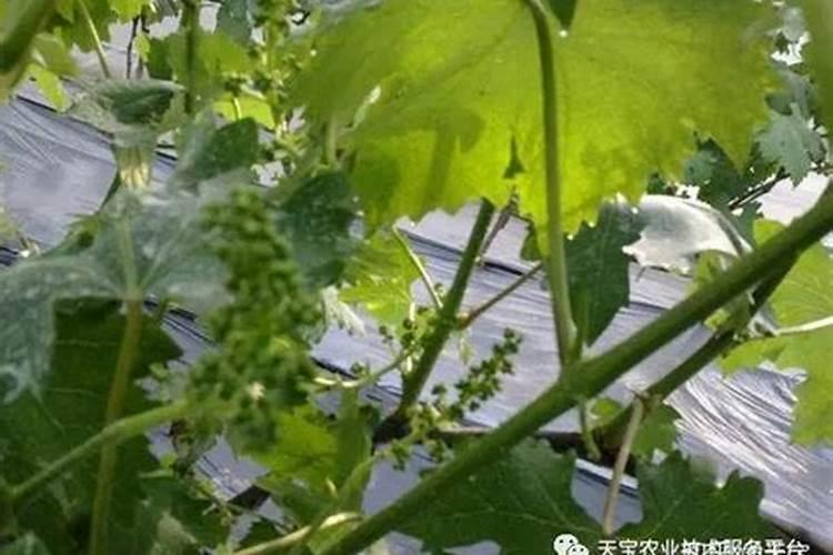 一亩玉米地该施多少肥料？