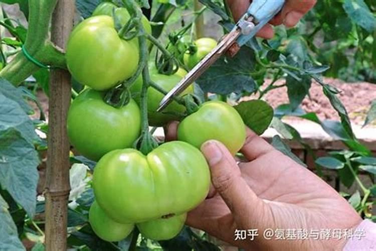 含磷高的肥料有哪些