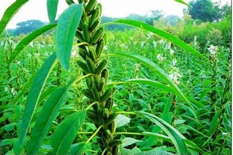 种芝麻用什么肥料