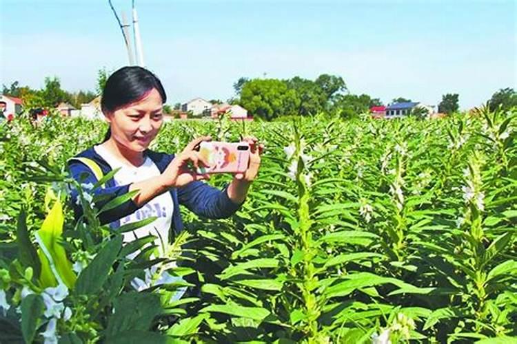 种芝麻用什么肥料