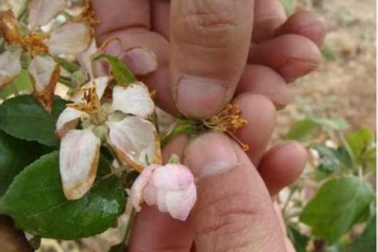 芭焦树受冻后养护