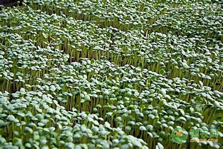 菜苗什么时候施肥 菜苗施肥的时间
