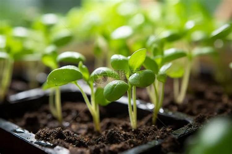 菜苗定植后可以喷叶面肥吗视频？