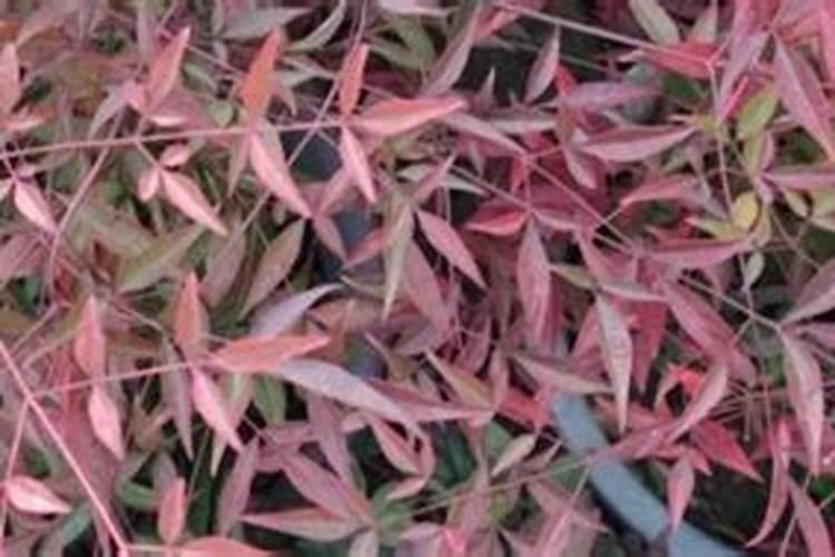大棚甜瓜种植需要注意哪些方面？