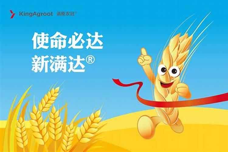小麦春季打药,芸苔素和胺鲜酯使用有区别,农户如何选择？