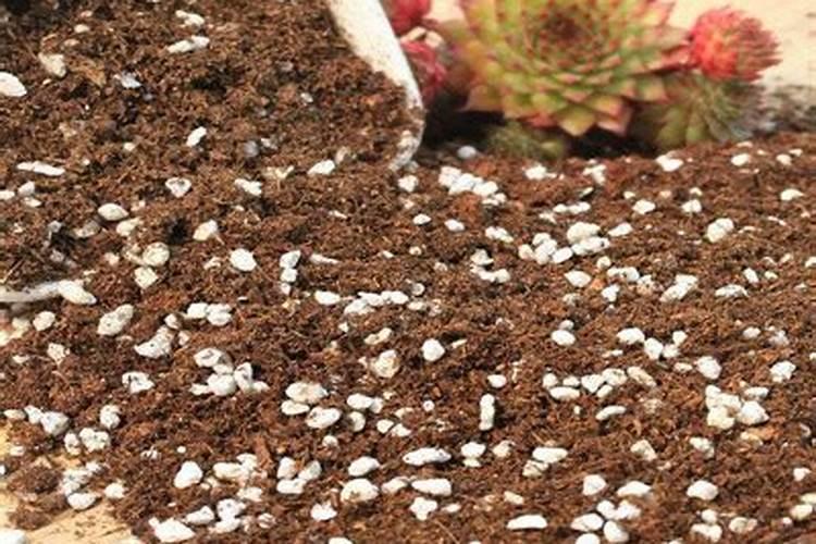 红薯种植施用什么肥料好