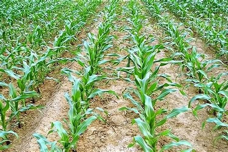 油枯不发酵可以直接当肥料吗
