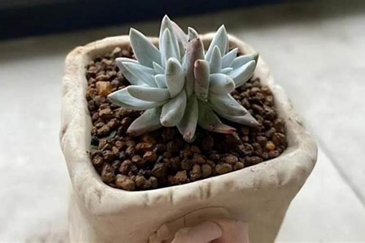 想让玉树长的好一些,可以添加哪些肥料？