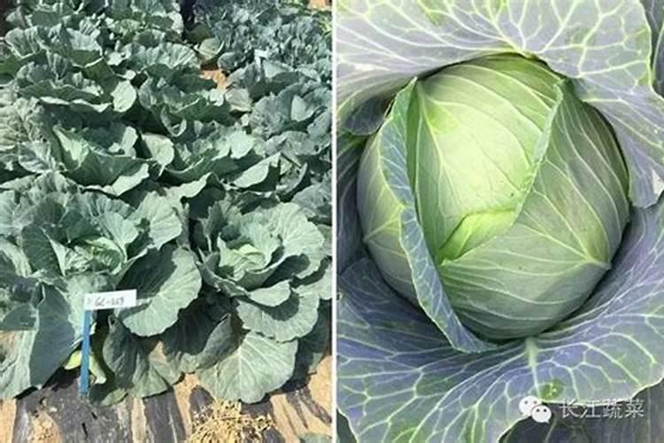 怎样给蔬菜施钾肥