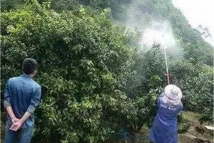 控制植物株型的生长调节剂有哪些？