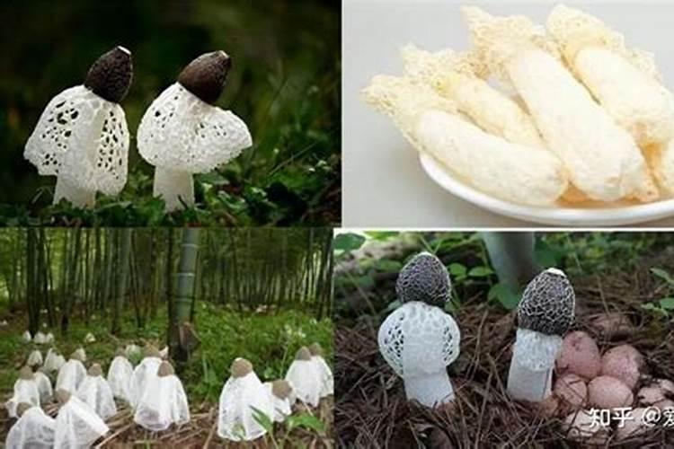 春玉米套种葱行吗