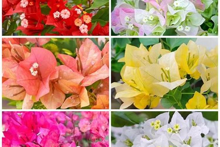 三角梅需要上什么肥料才能开花？