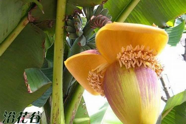 芭蕉一年可以施几次肥料