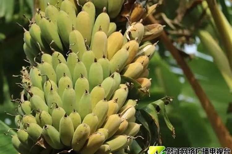 芭蕉树多久结果