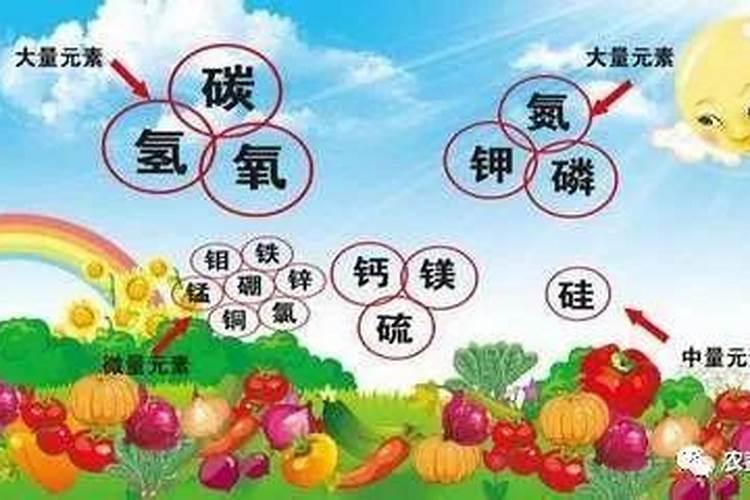 硝酸钾和硫酸钾哪个膨大好