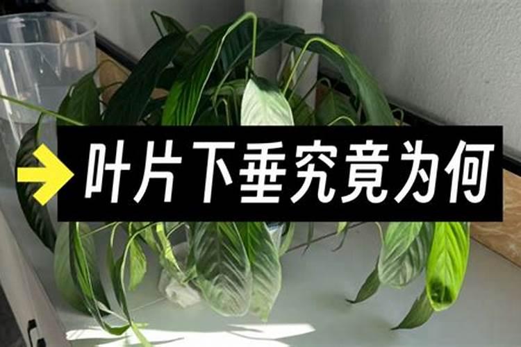 植物叶子发软下垂怎么办