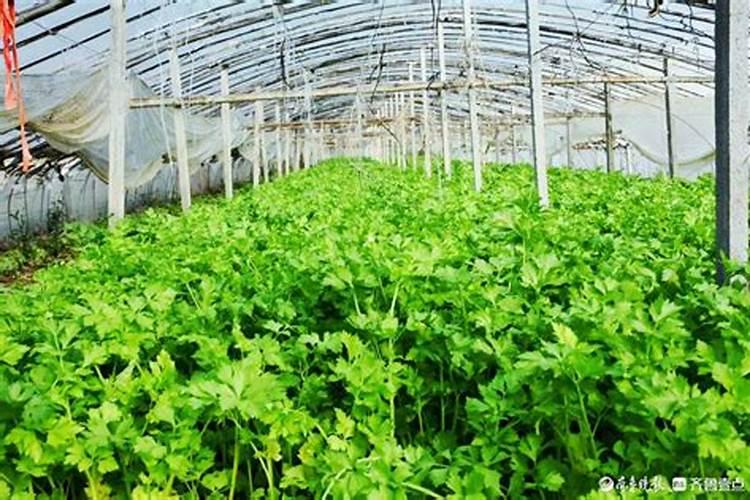 芹菜后期冲什么肥料好