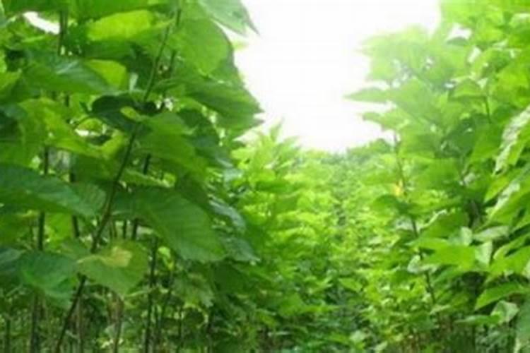 桑树施肥方法大全