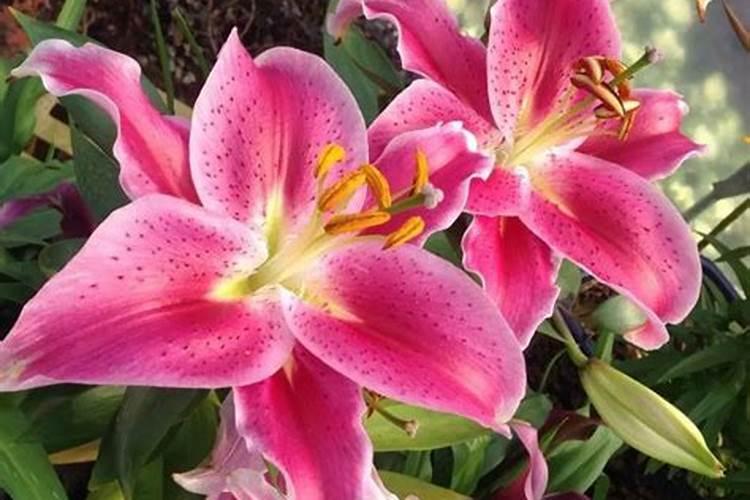 枯草芽孢杆菌在ph值9正常吗