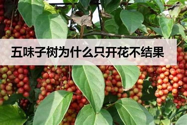 五味子的种植与管理？？