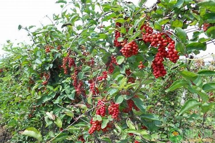 五味子播种育苗技术是怎样的