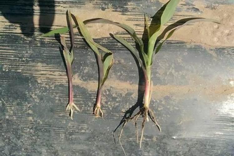 玉米幼苗喷芸苔素后果会怎样