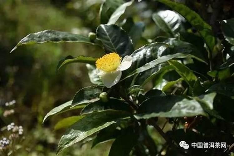 人血白蛋白的残液可以浇花么,怎么浇