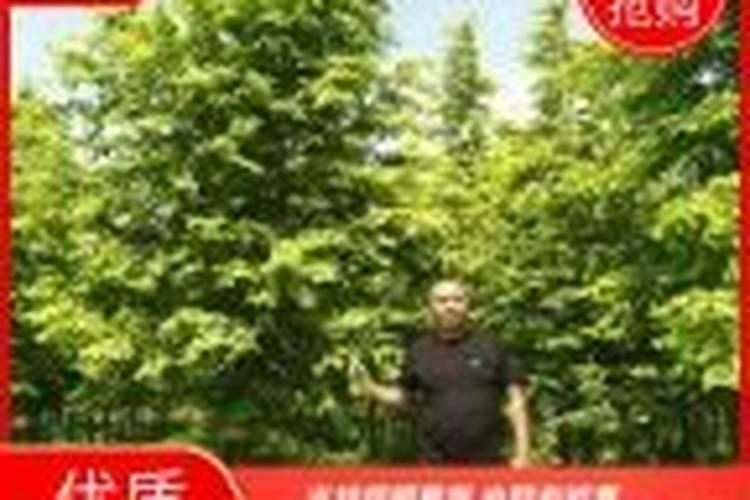 请问,种植大蒜喷什么叶面肥,喷它有哪些好处？
