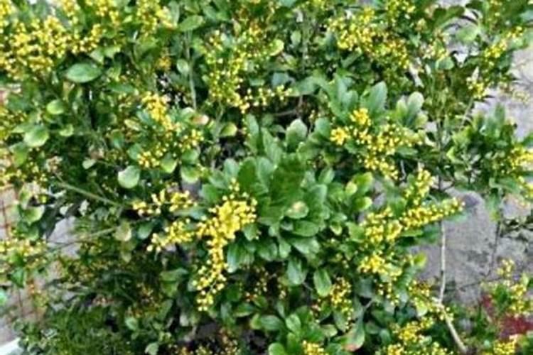 浇花时磷酸二氢钾1克需要兑多少水？