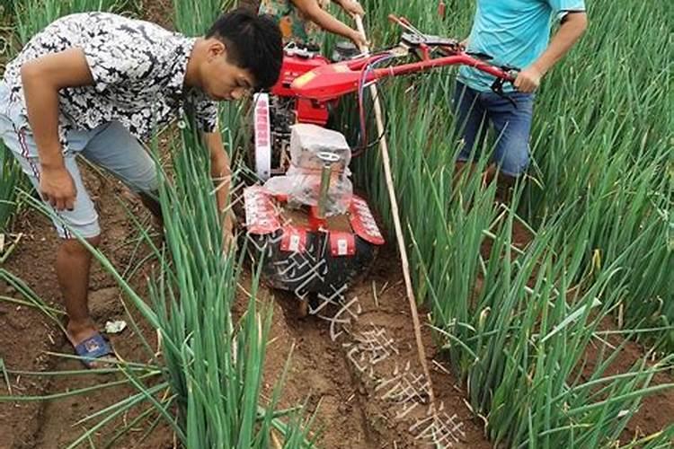 白掌喜欢什么肥料,根据植株需求施不同肥料