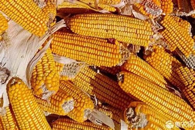 玉米需要什么样的含量肥料