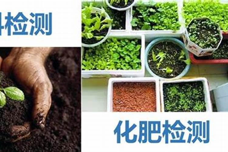 茶花如何施氮肥长得好
