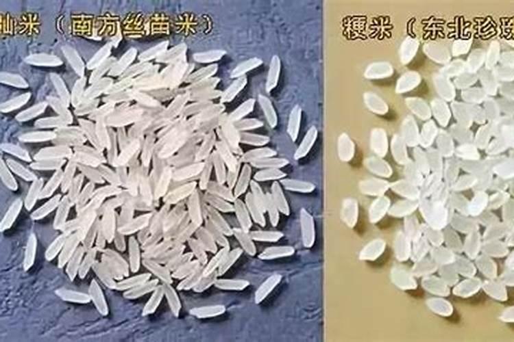 糯米条的养殖方法及注意事项