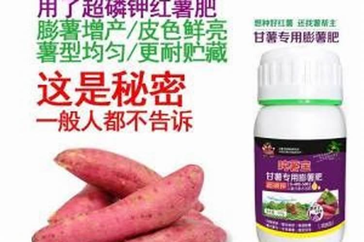 红薯的茎是什么茎？