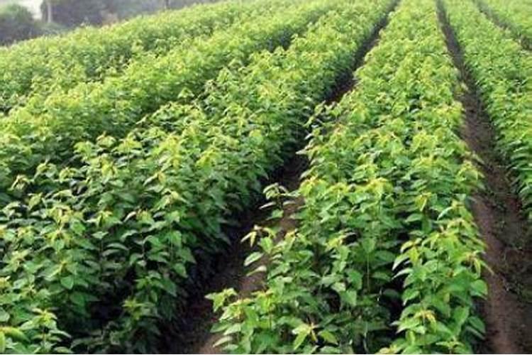苗圃培育苗木,合理施肥七大原则!