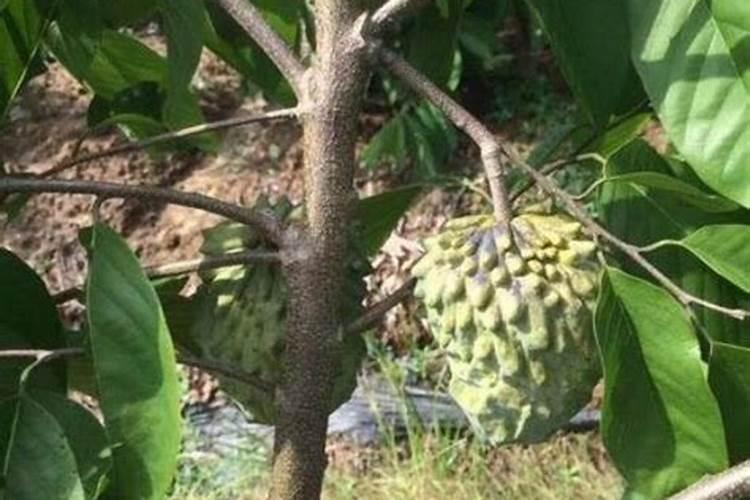 释迦果树种植方法