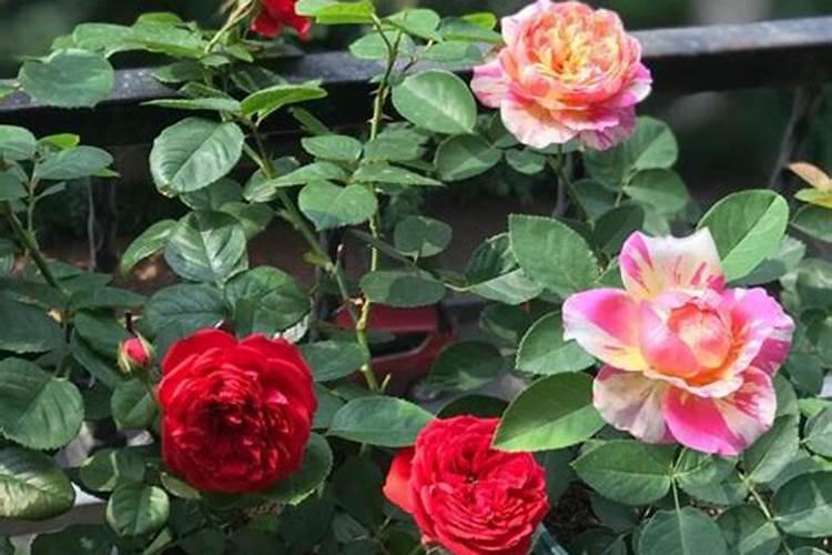 月季花小苗怎么施肥