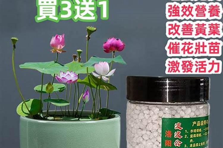 水种碗莲需要追肥吗