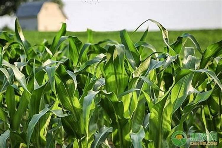 施什么肥能使玉米棒大