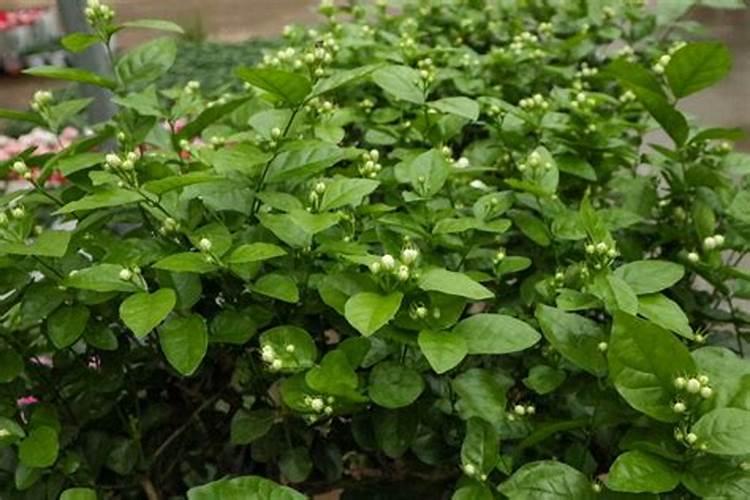 白茉喜最后和谁在一起了