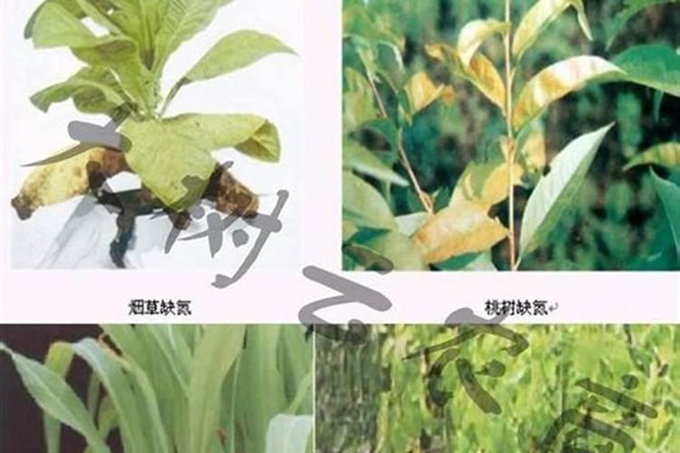 棕树叶子枯萎什么方法可以救活？