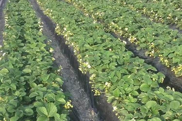 甜菜的种植怎么施肥？