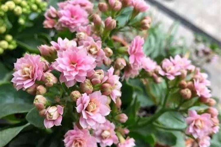 长寿花能用磷酸二氢钾肥吗花卉百科